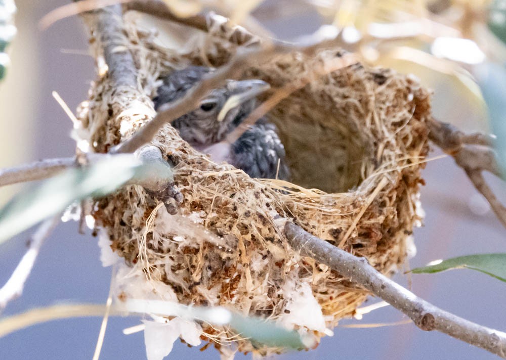 Plumbeous Vireo - ML638319230