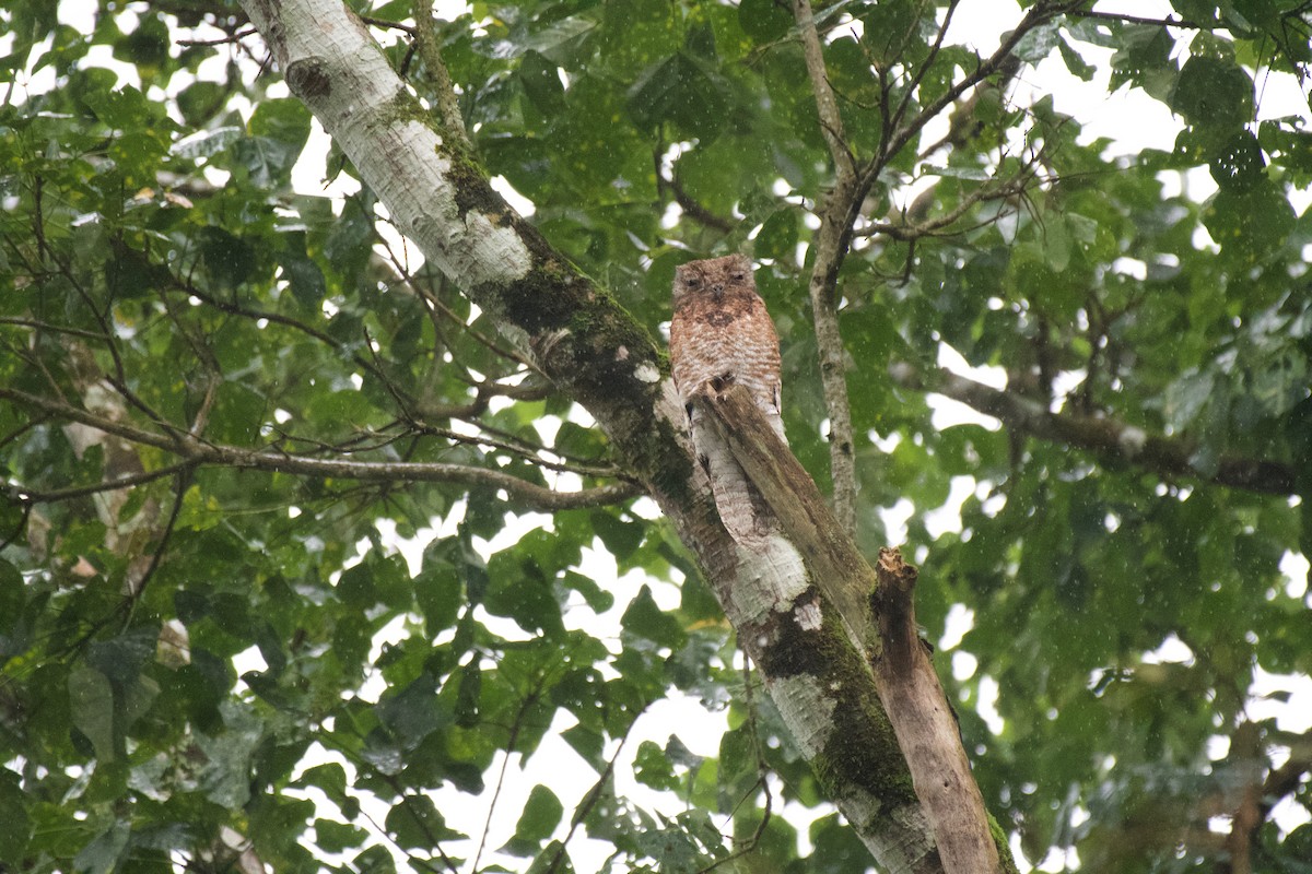 Great Potoo - ML638319235