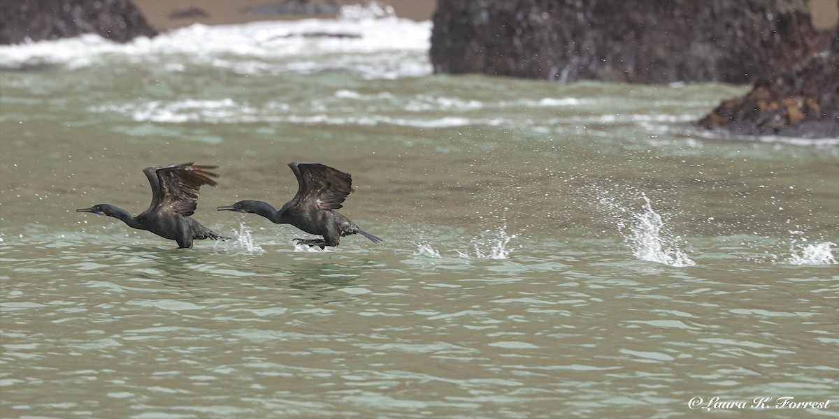 Brandt's Cormorant - ML638319240