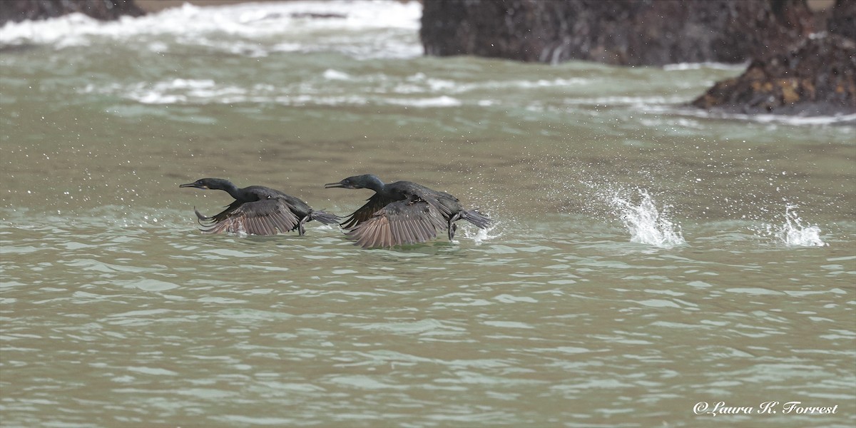 Brandt's Cormorant - ML638319241