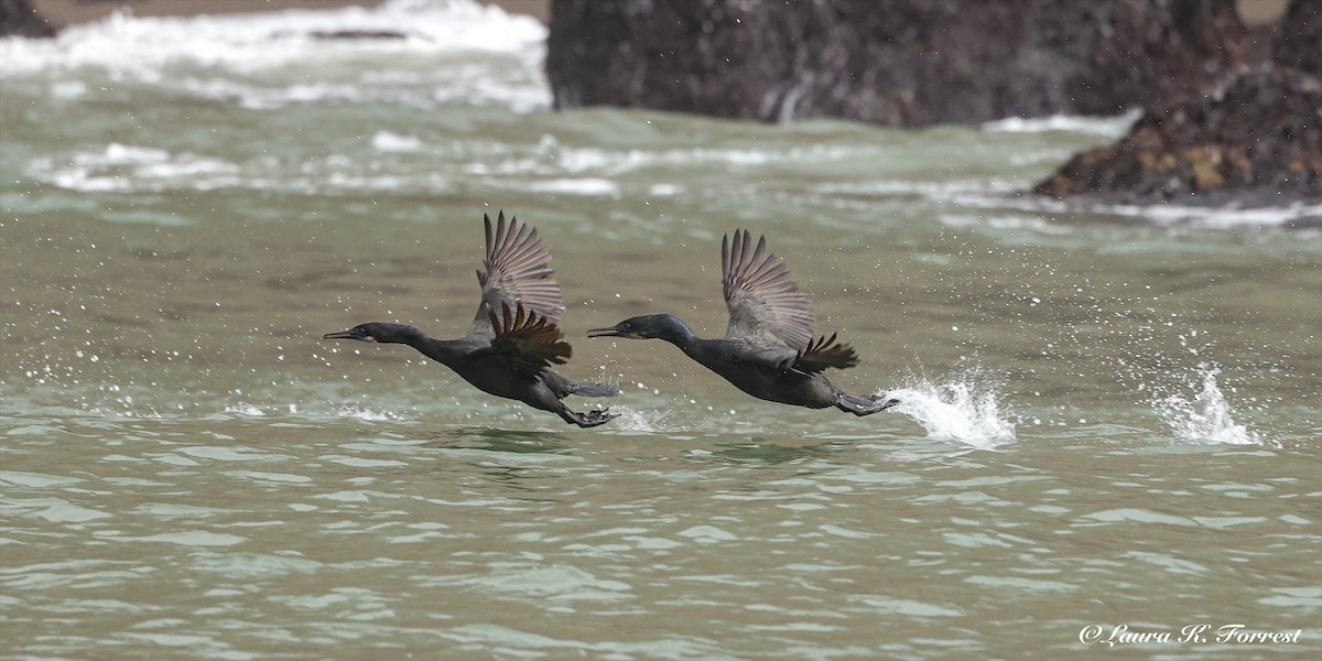 Brandt's Cormorant - ML638319242