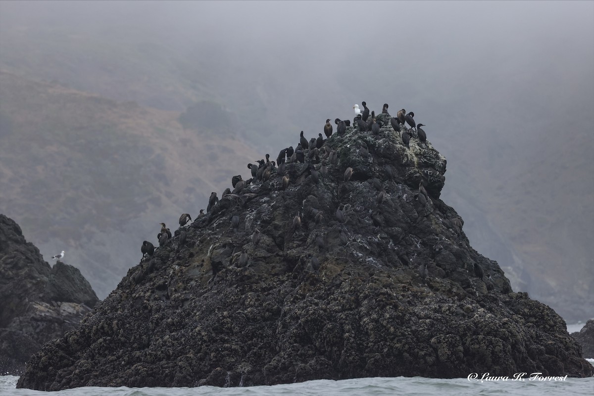 Brandt's Cormorant - ML638319243