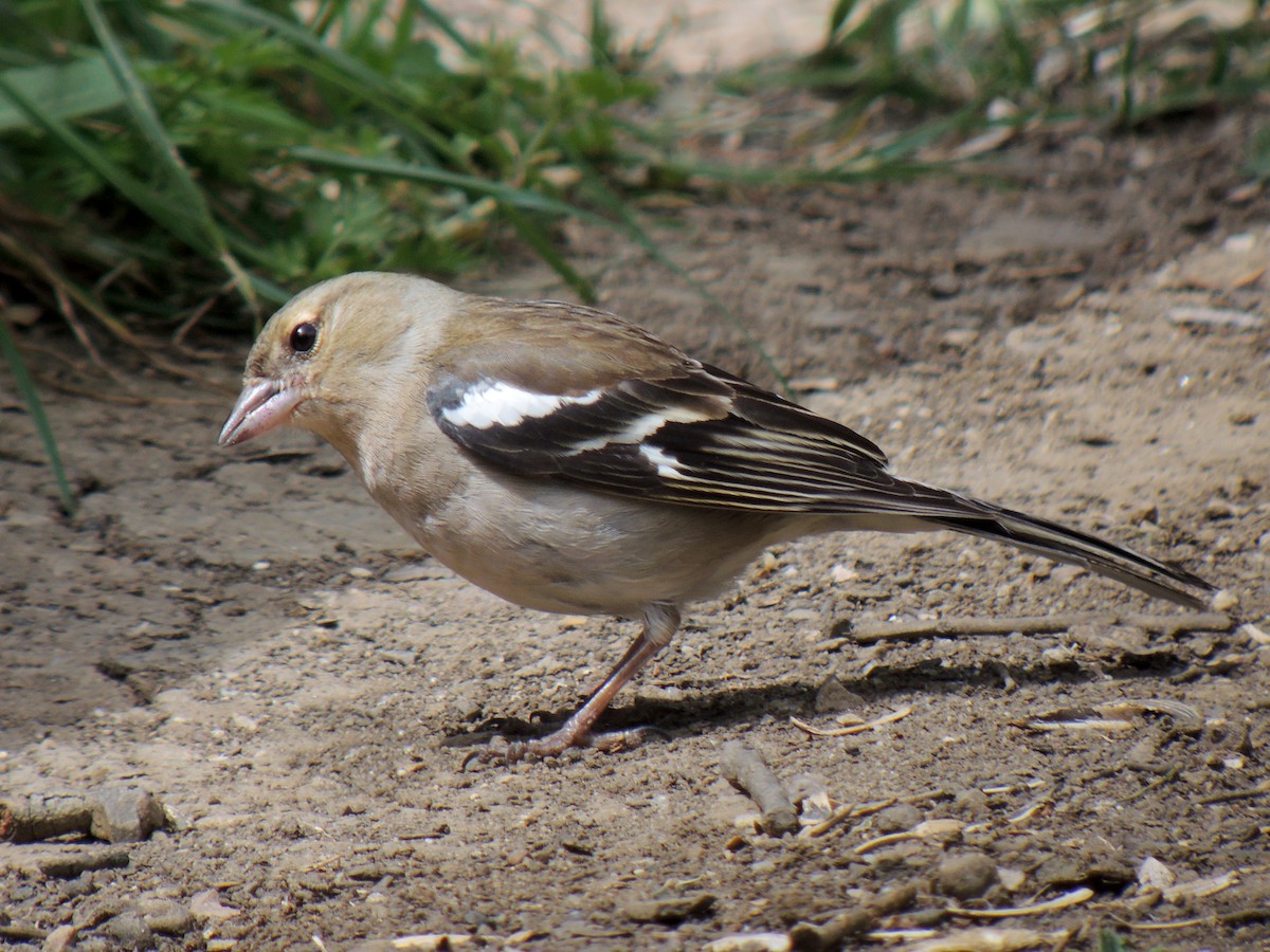 Common Chaffinch - ML638319244