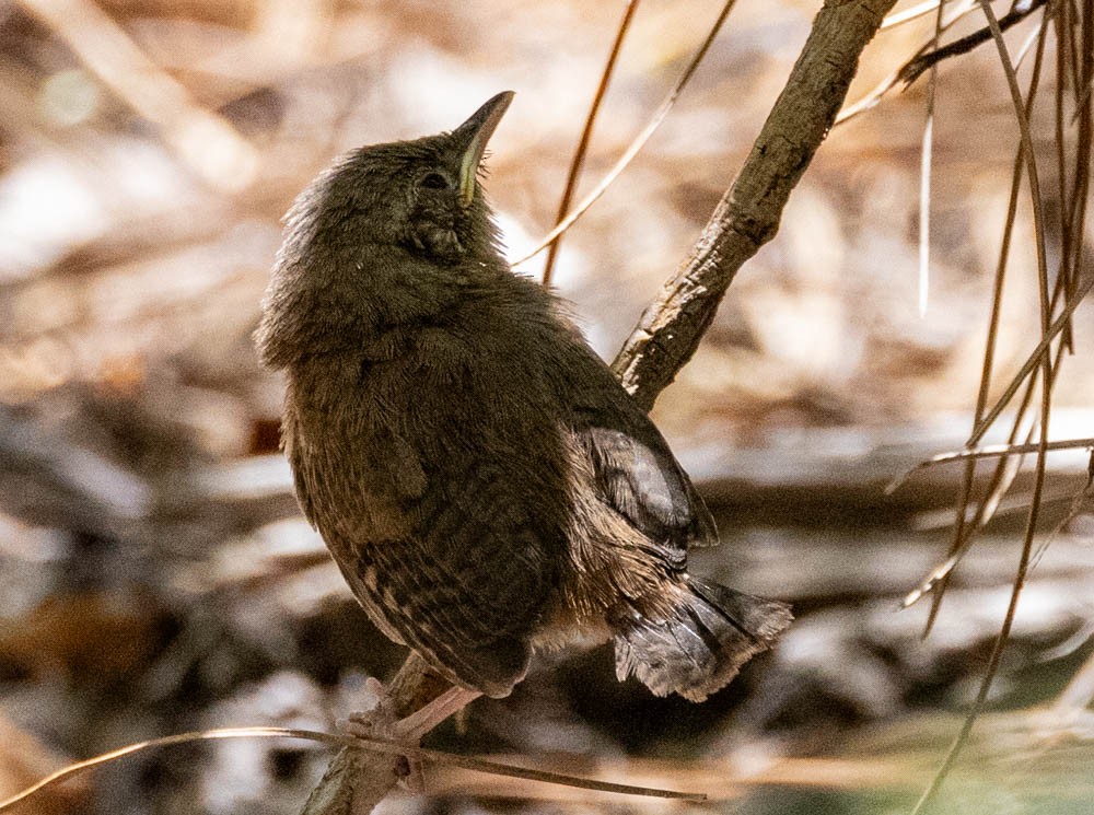 Northern House Wren - ML638319252