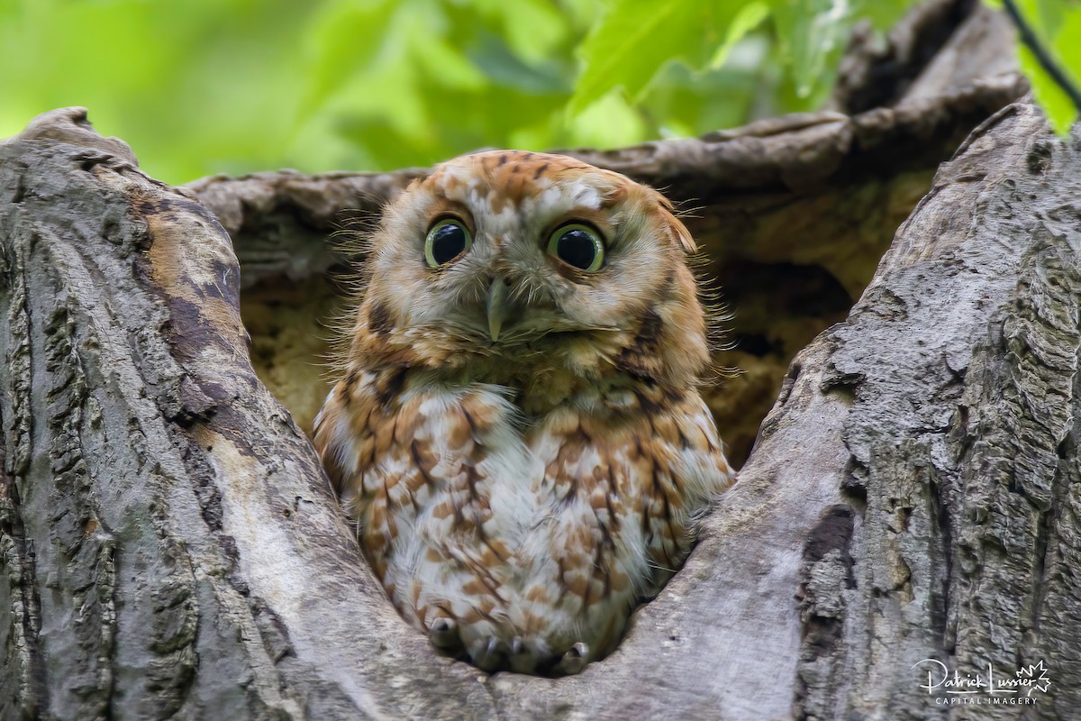 Eastern Screech-Owl - ML638319255