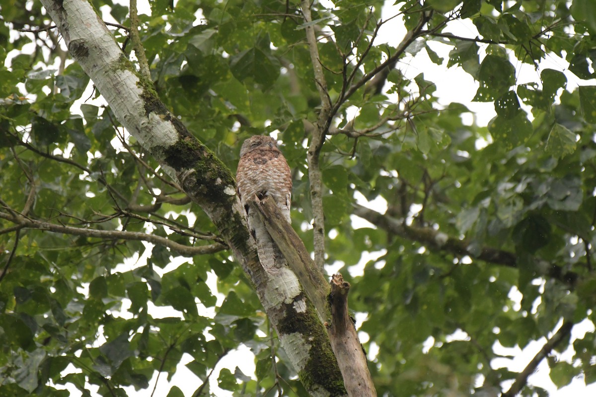 Great Potoo - ML638319270