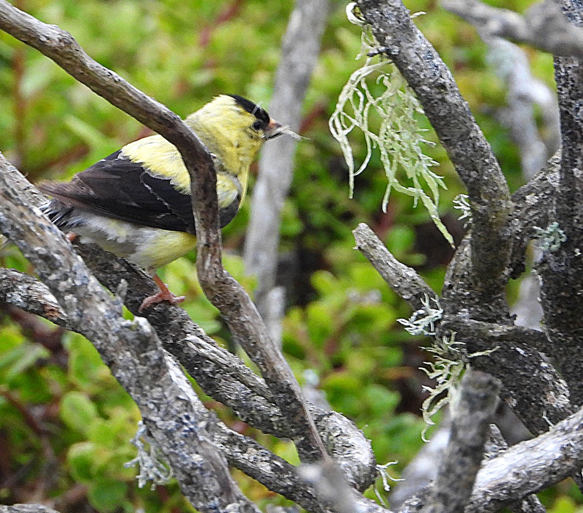 American Goldfinch - ML638319283