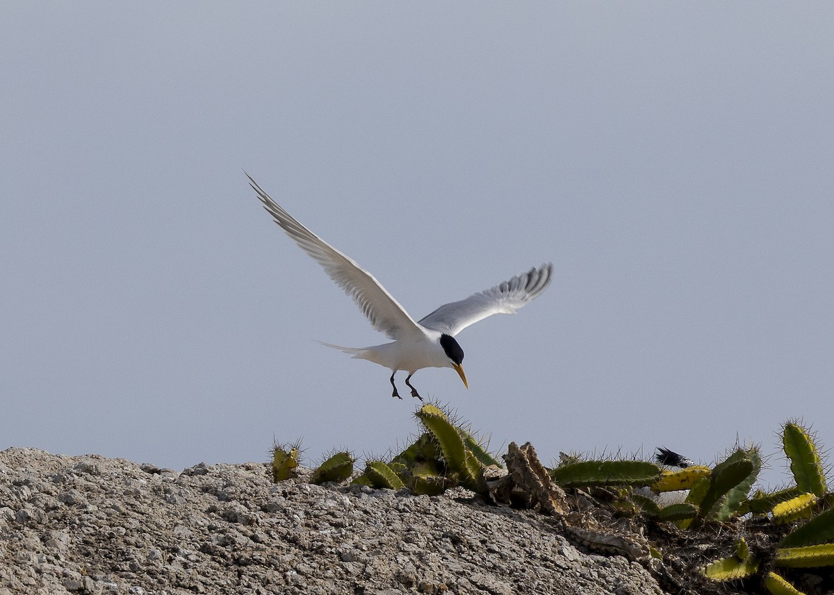 splitterne (eurygnathus) - ML638319286