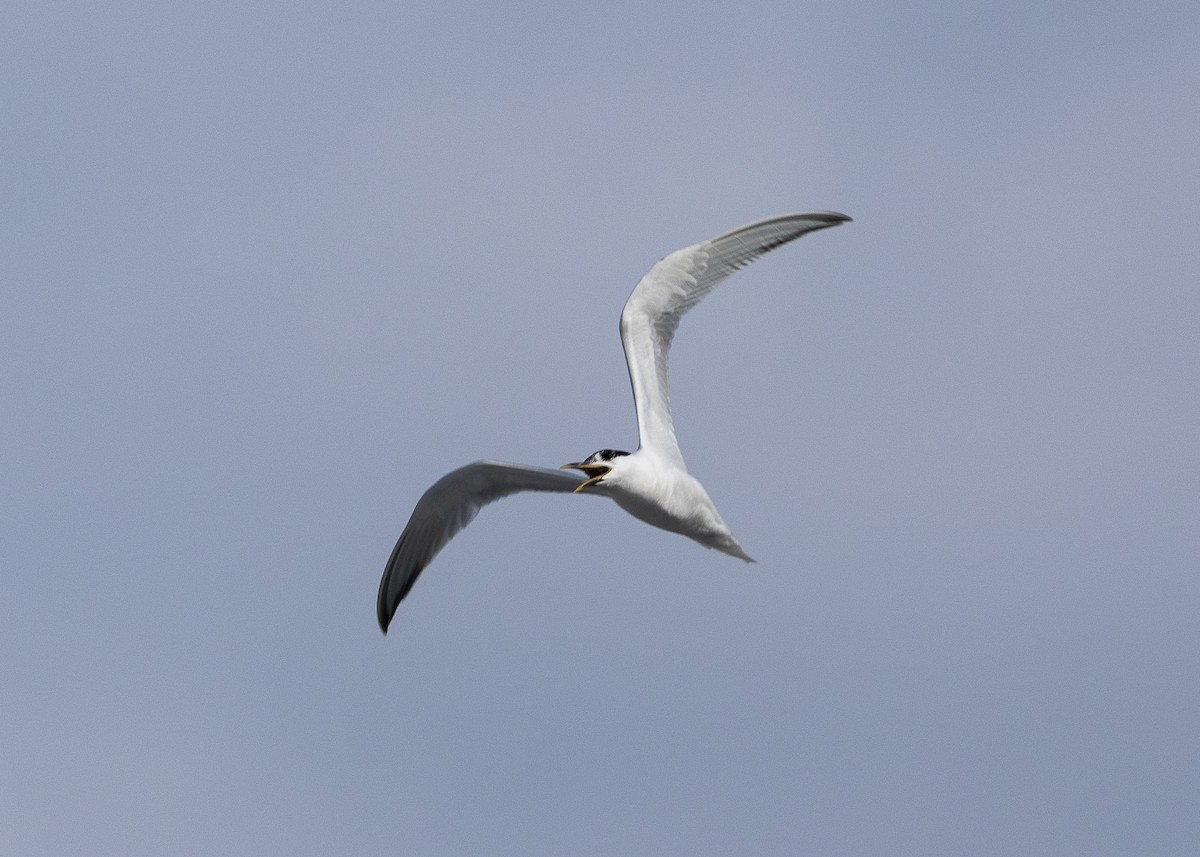 splitterne (eurygnathus) - ML638319287