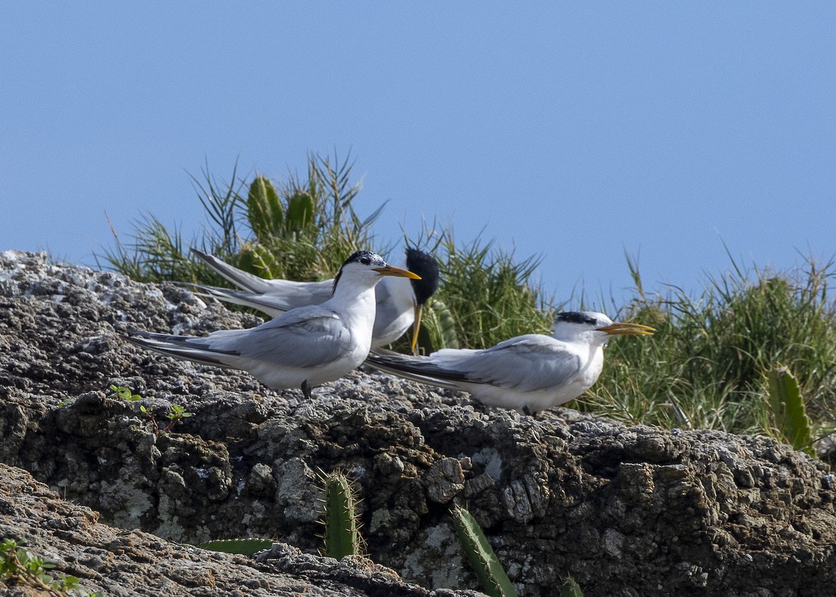 splitterne (eurygnathus) - ML638319288