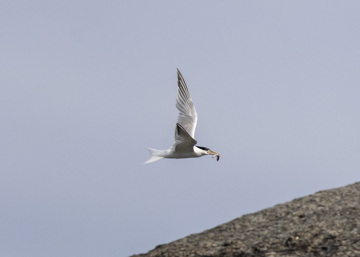 splitterne (eurygnathus) - ML638319289