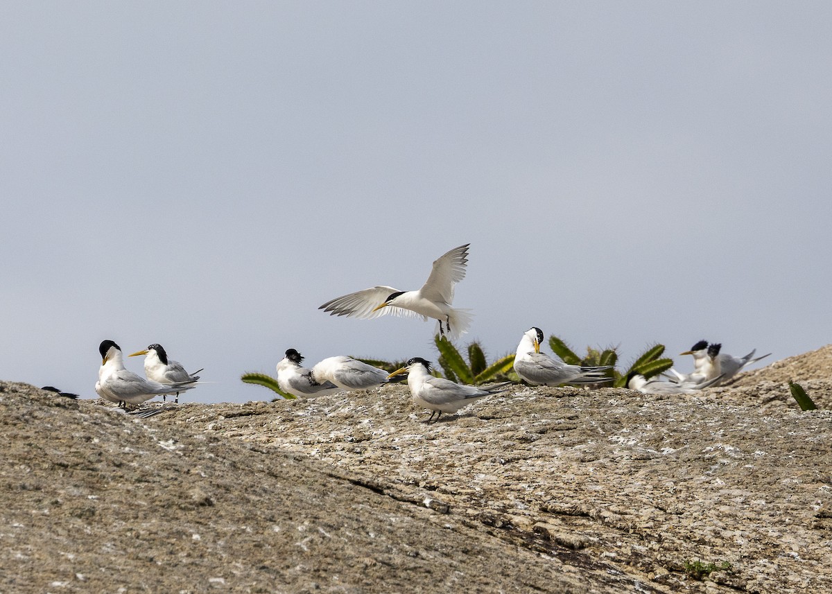 splitterne (eurygnathus) - ML638319292
