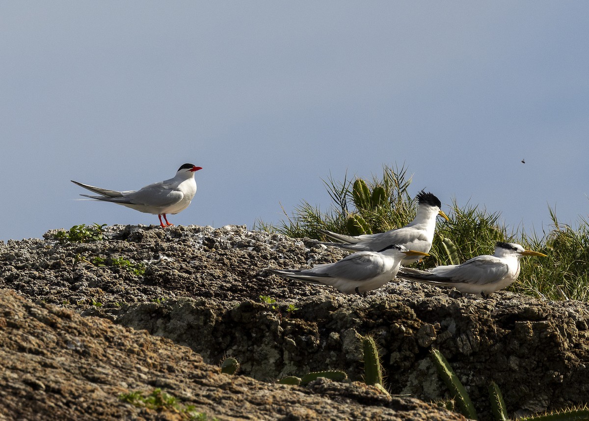 splitterne (eurygnathus) - ML638319294