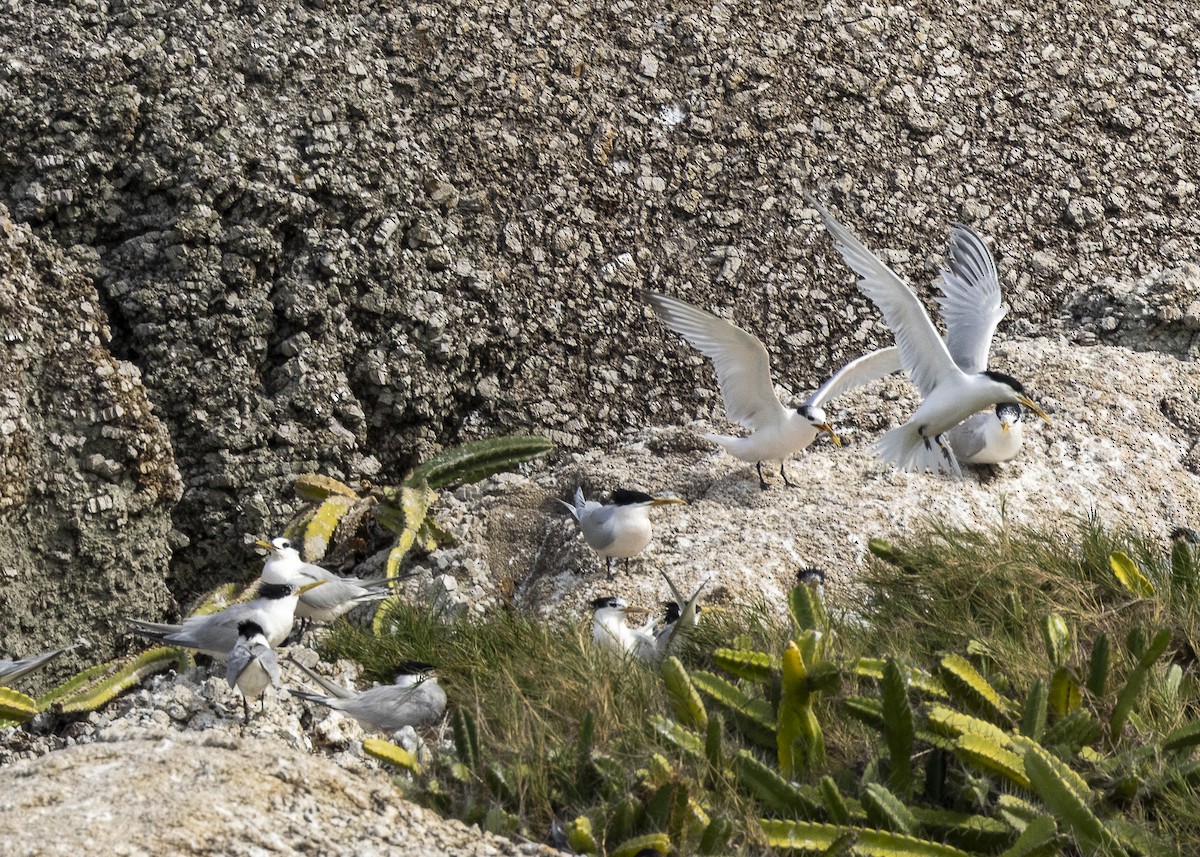 splitterne (eurygnathus) - ML638319295