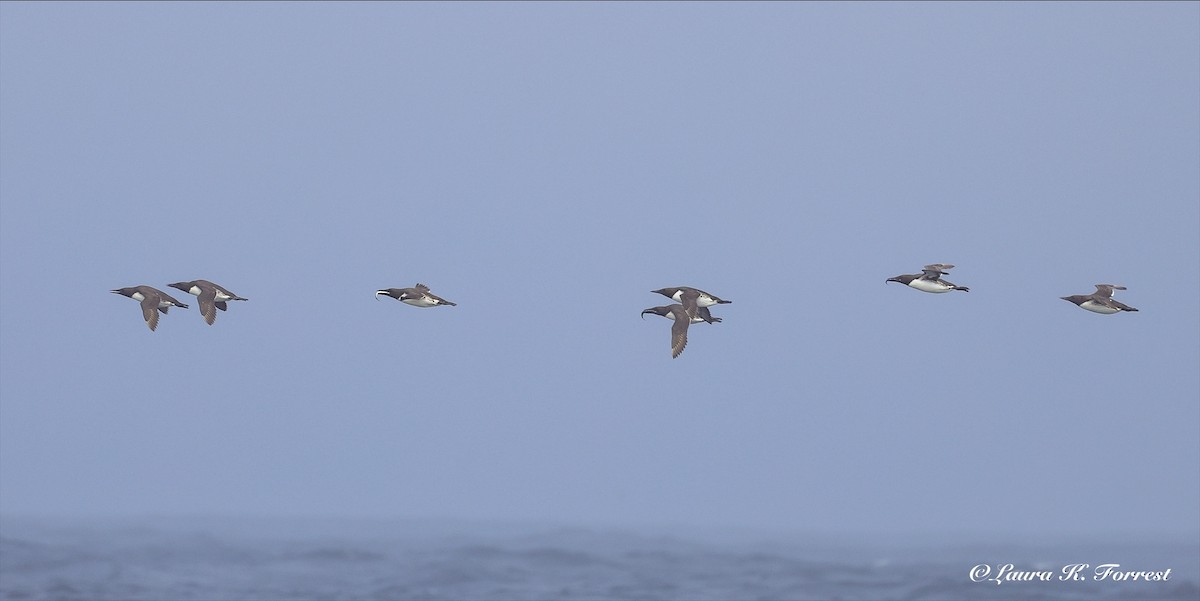 Guillemot marmette - ML638319314