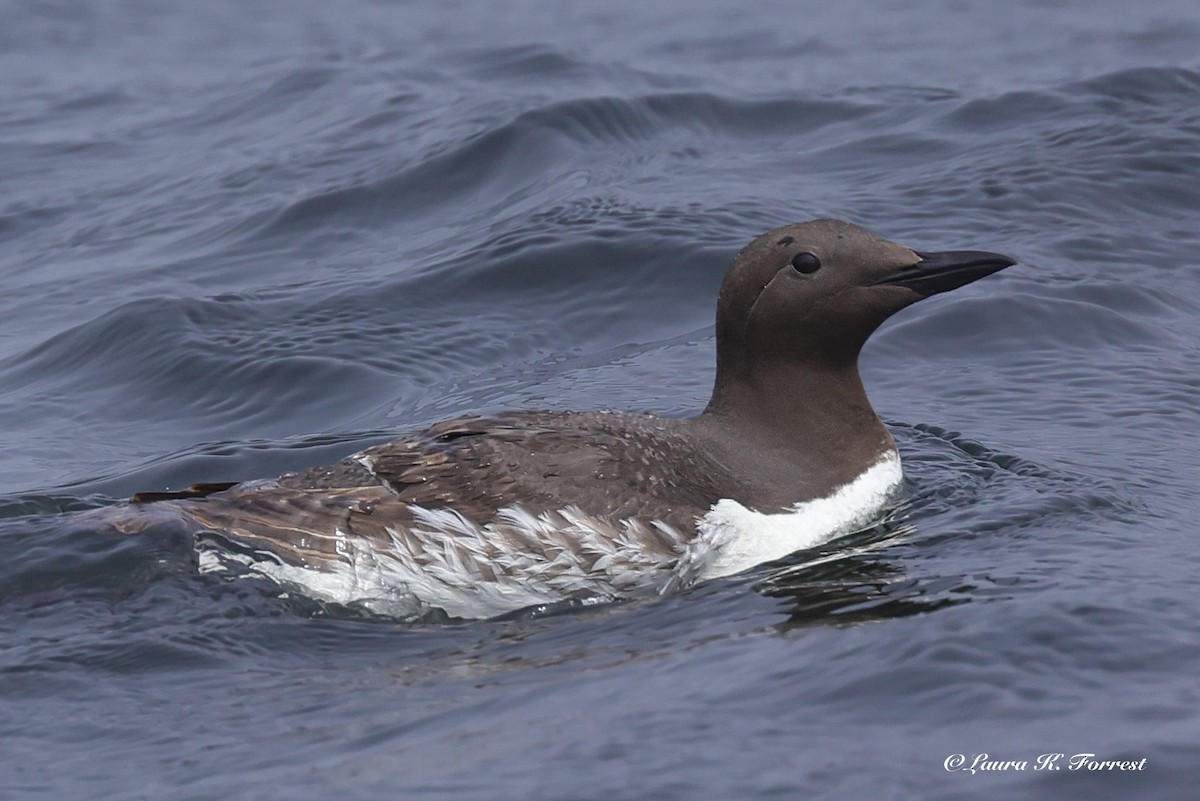 Guillemot marmette - ML638319315