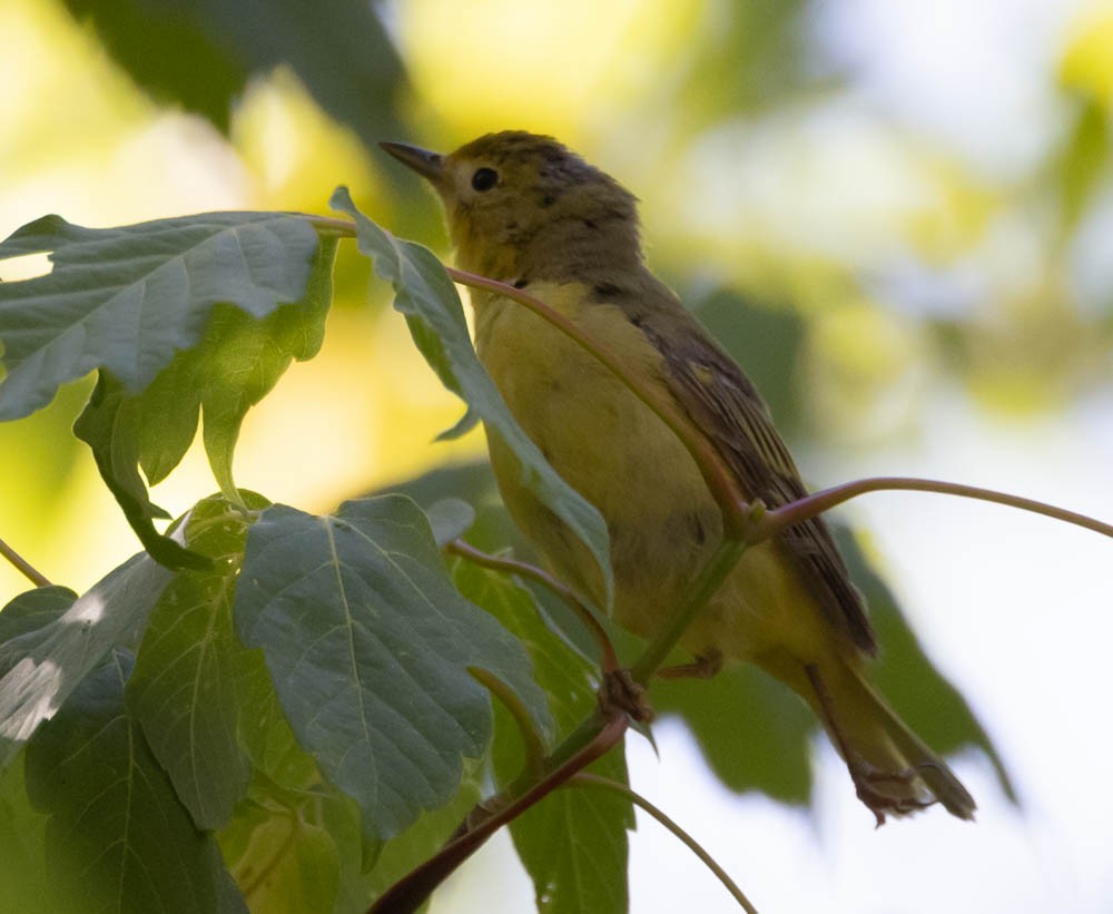 Paruline jaune - ML638319348