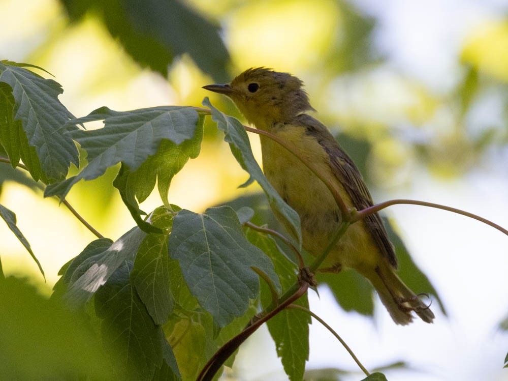 Paruline jaune - ML638319349