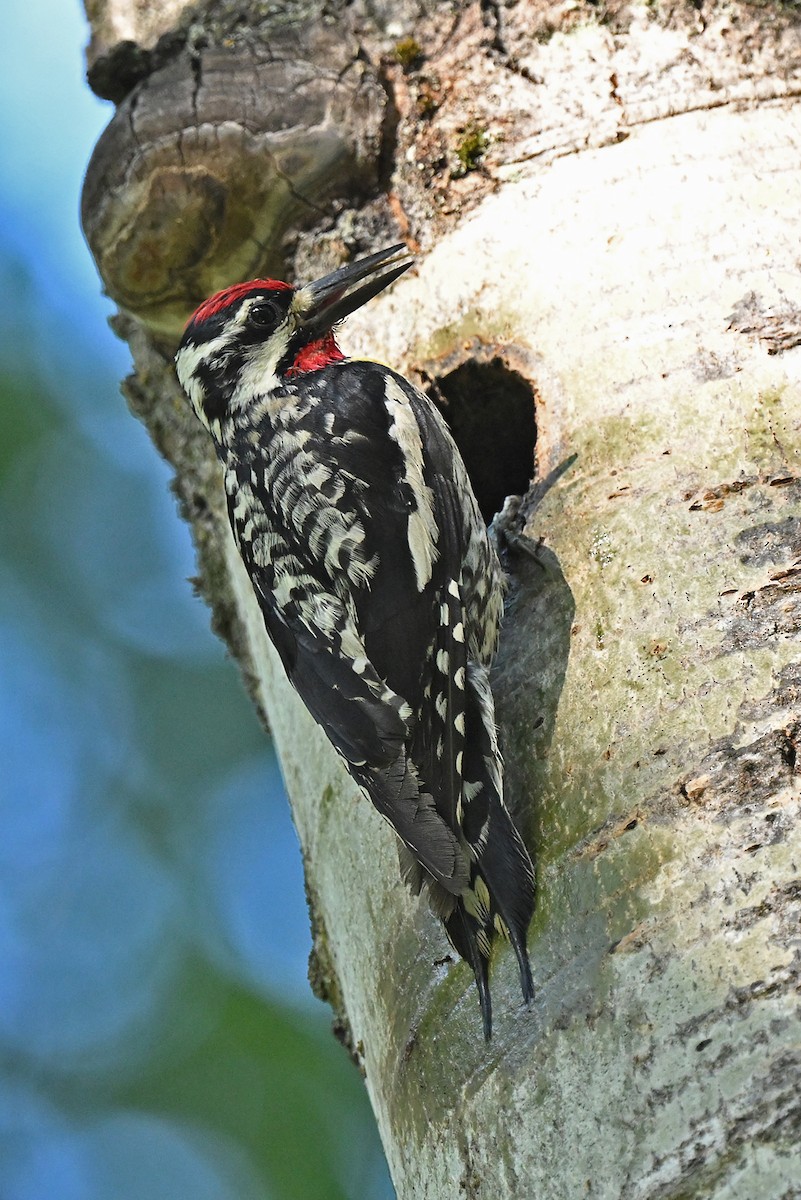 Yellow-bellied Sapsucker - ML638319356