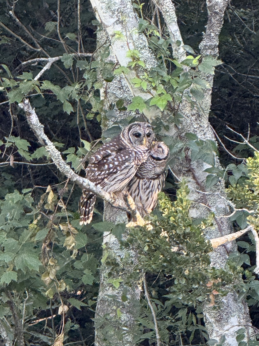 Barred Owl - ML638319361