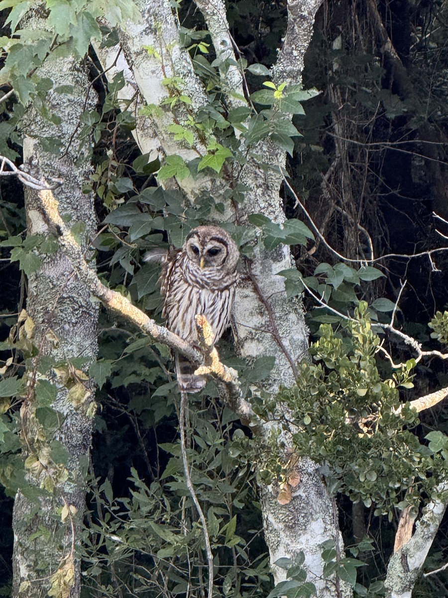 Barred Owl - ML638319363