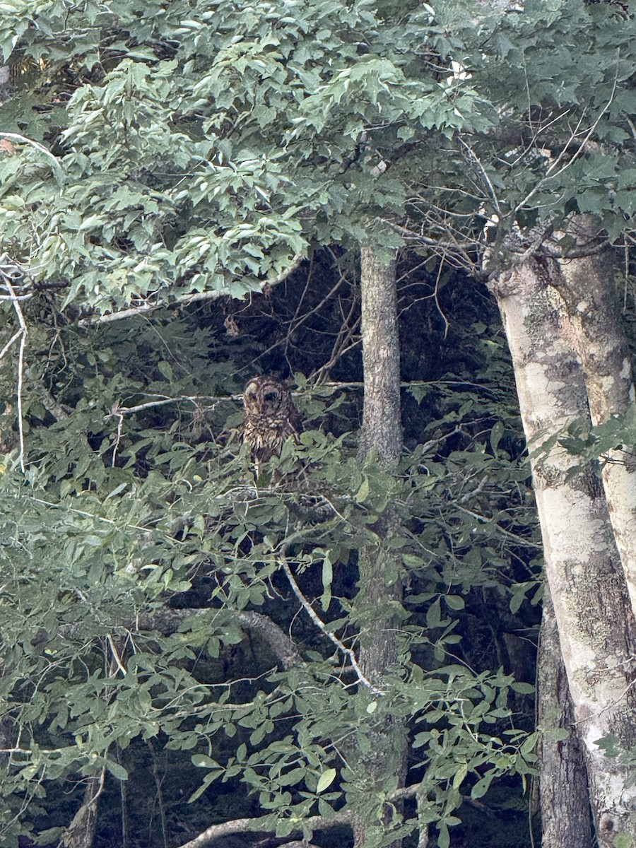 Barred Owl - ML638319366