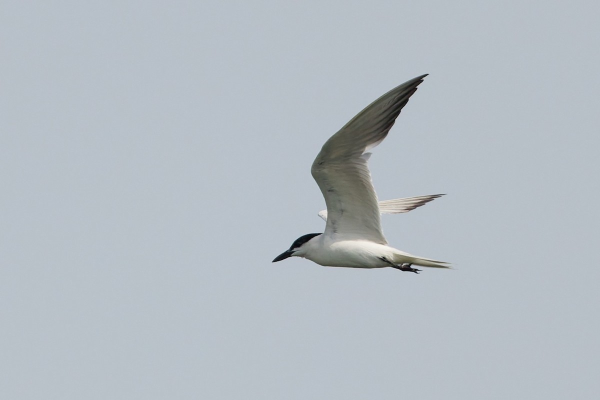 Gull-billed Tern - ML638319382