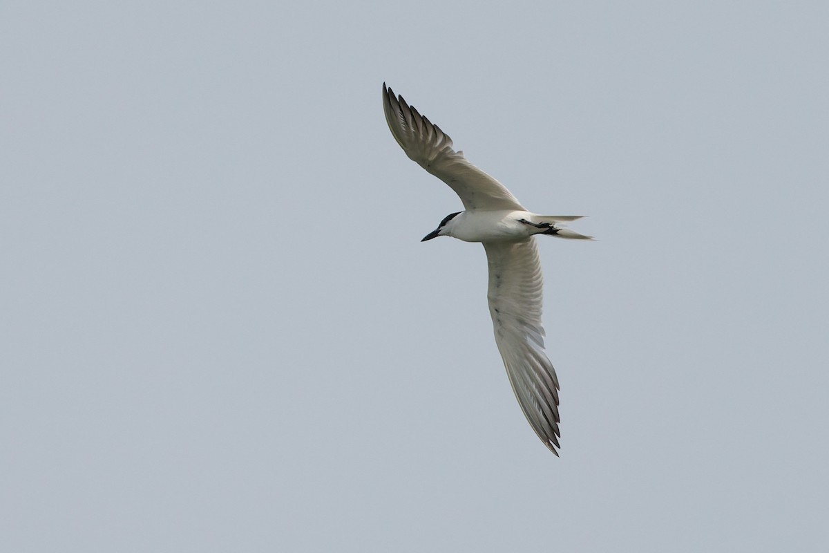 Gull-billed Tern - ML638319383