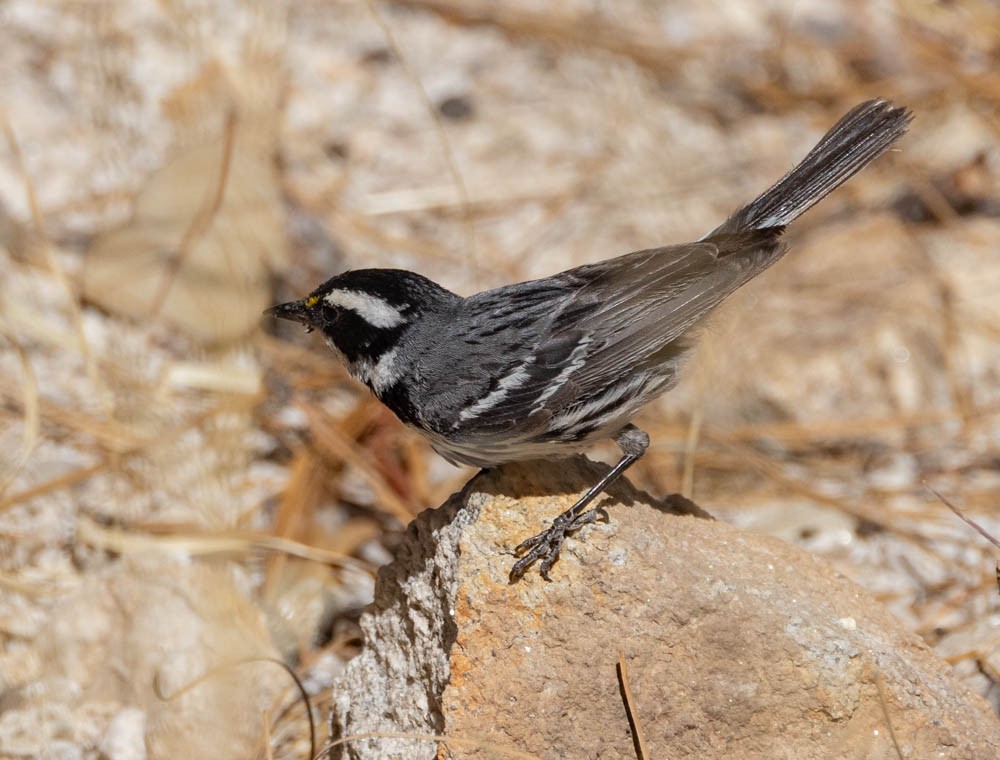 Black-throated Gray Warbler - ML638319395