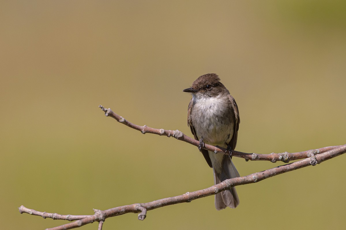 Eastern Phoebe - ML638319419