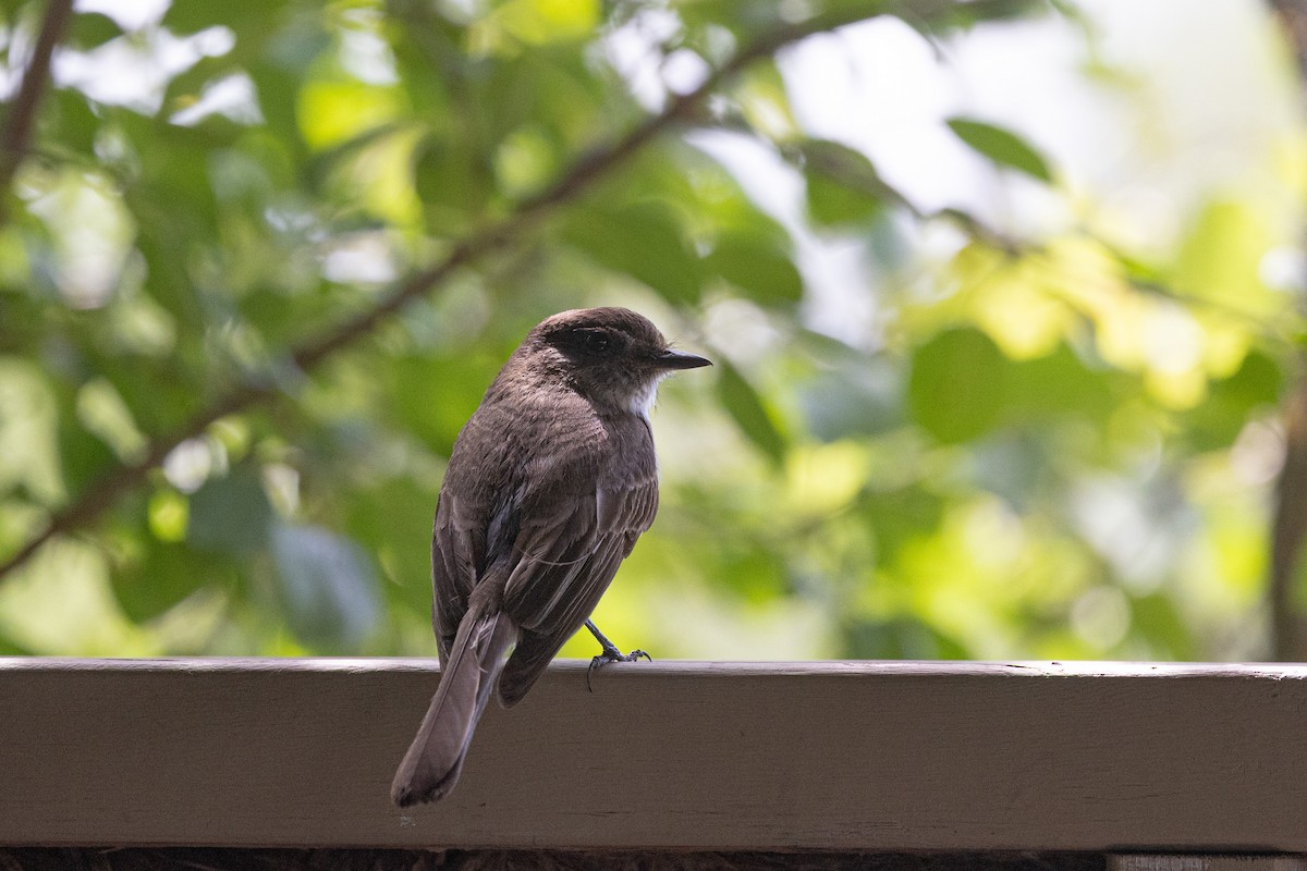 Eastern Phoebe - ML638319420