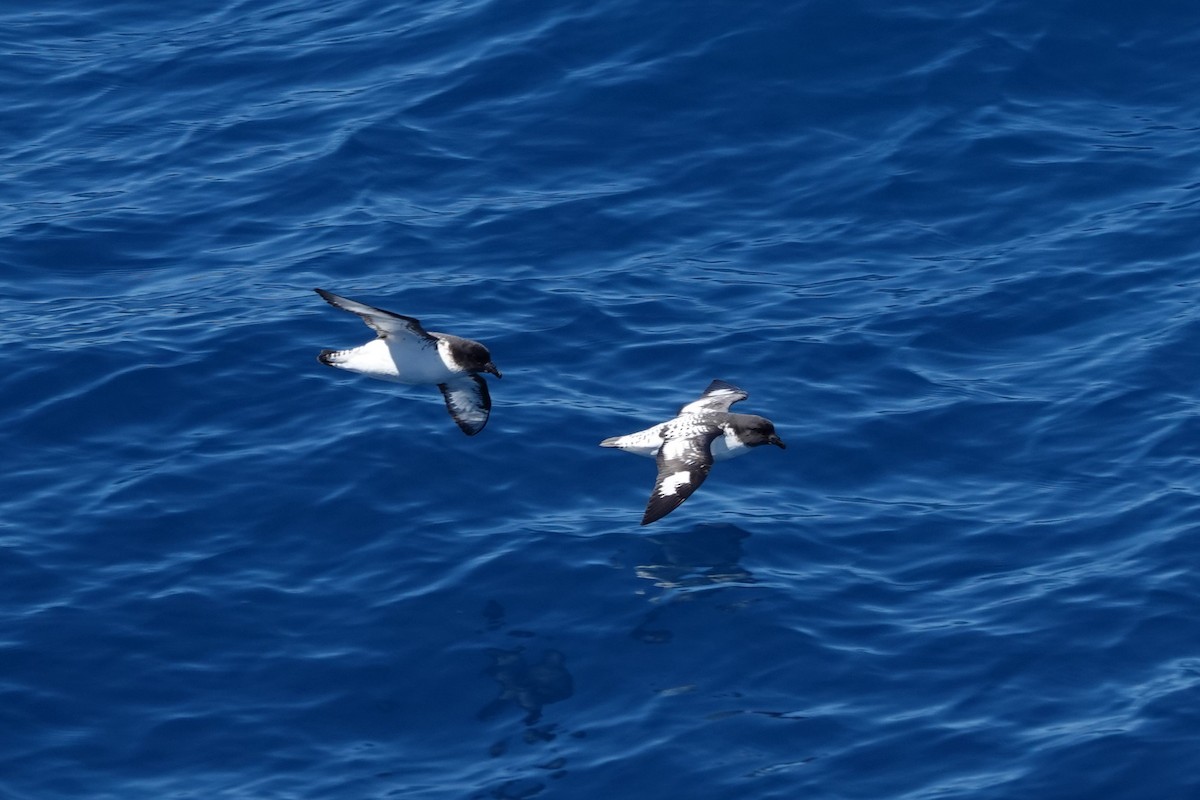 Pintado Petrel - ML638319421