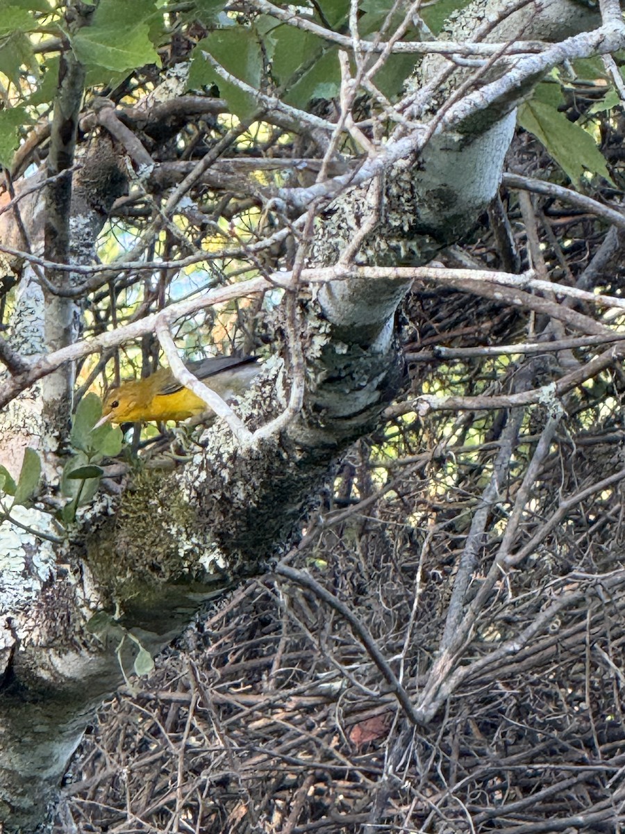 Prothonotary Warbler - ML638319424