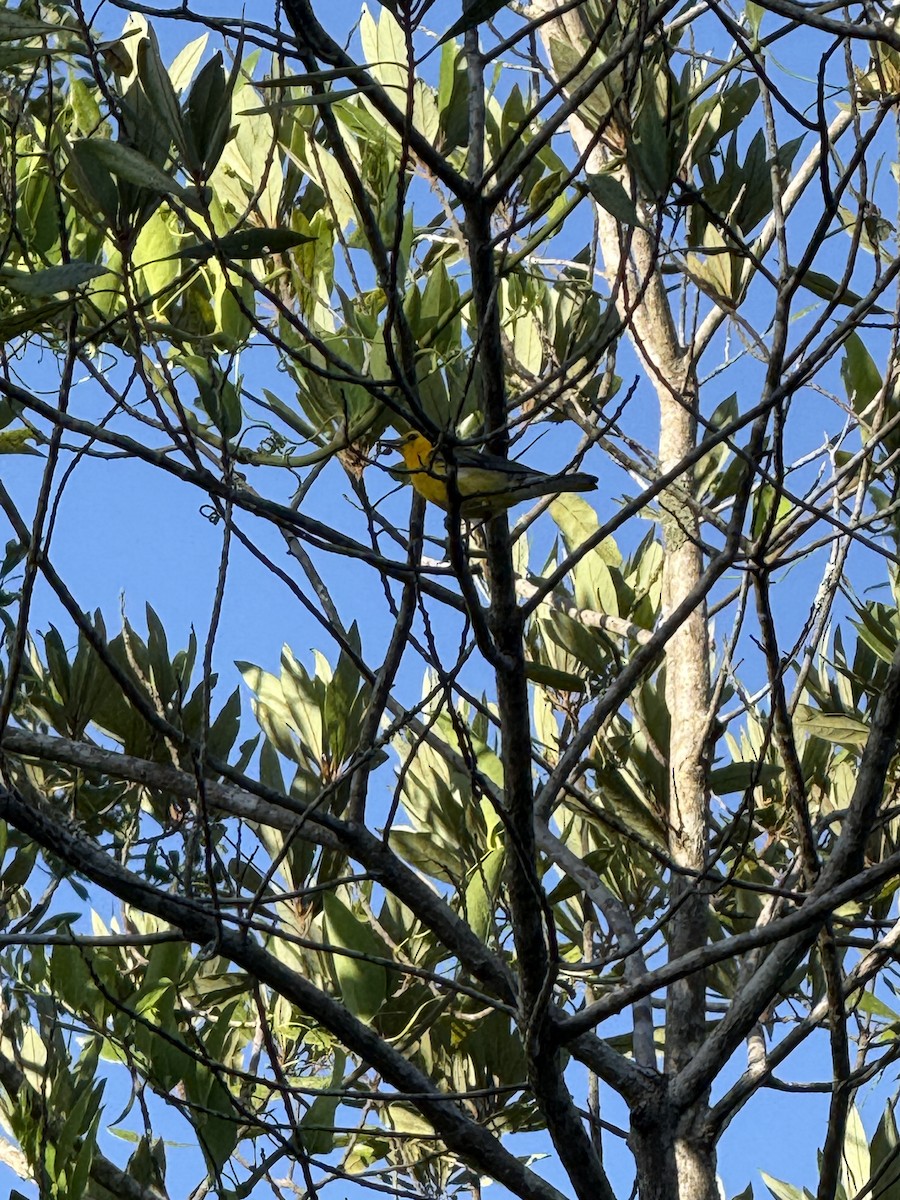 Prothonotary Warbler - ML638319425