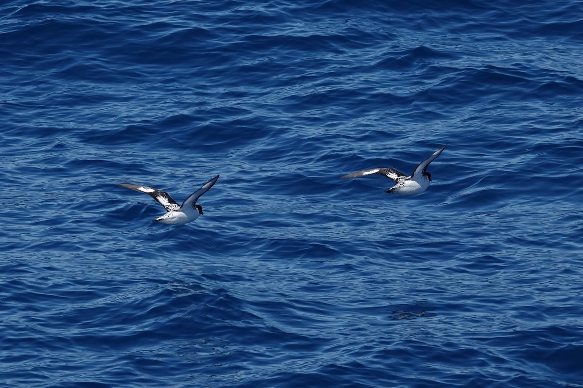 Pintado Petrel - ML638319426