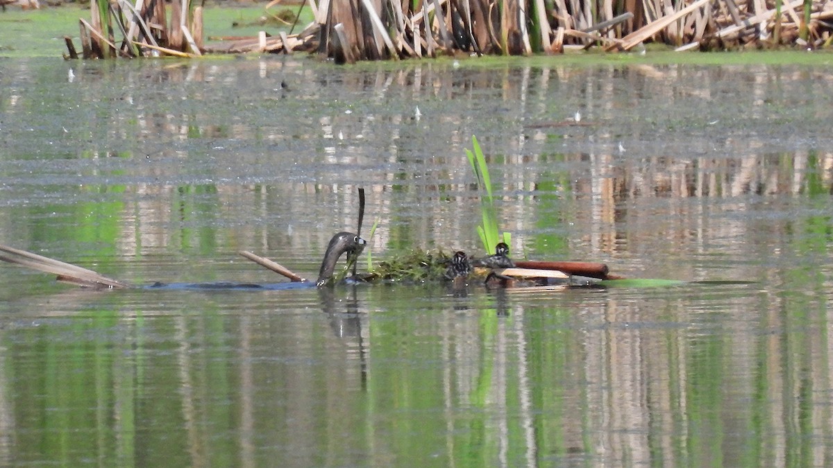 Pied-billed Grebe - ML638319433