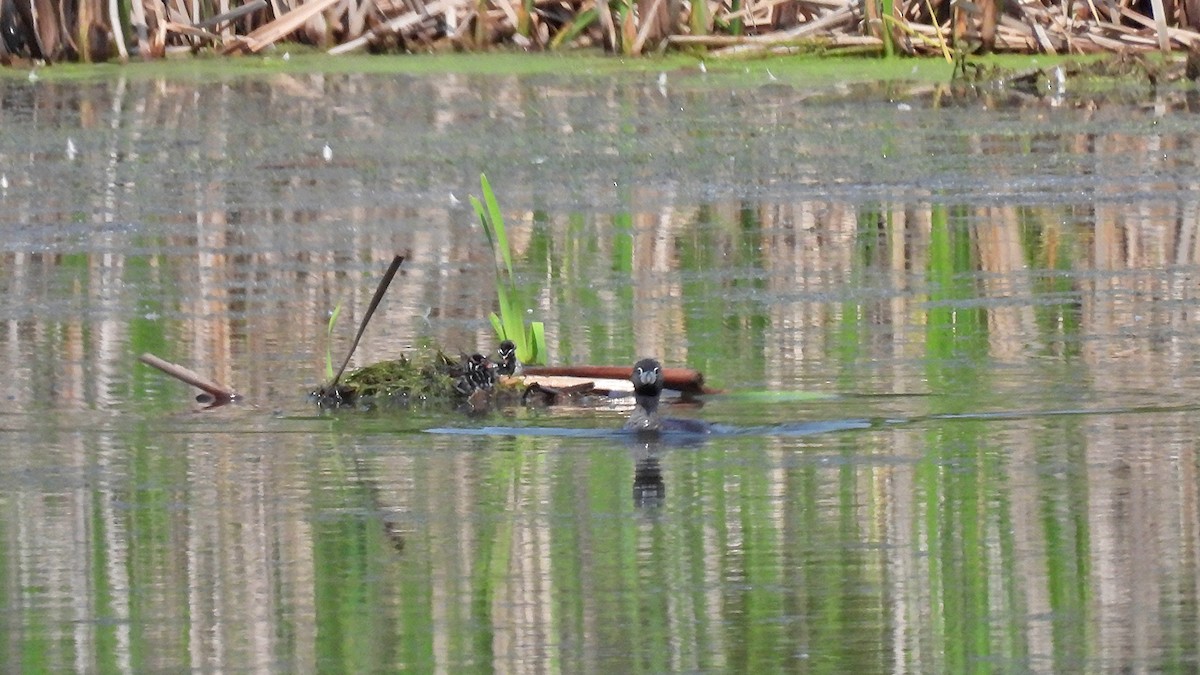Pied-billed Grebe - ML638319434