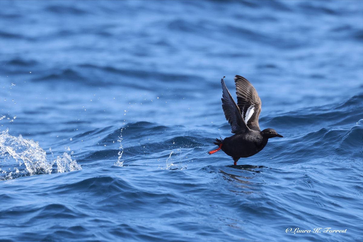 Guillemot colombin - ML638319437
