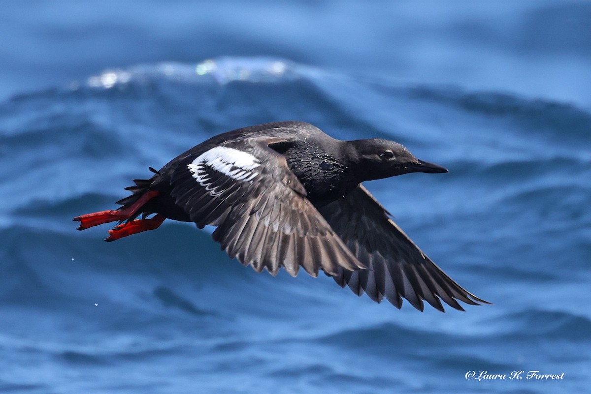 Guillemot colombin - ML638319438