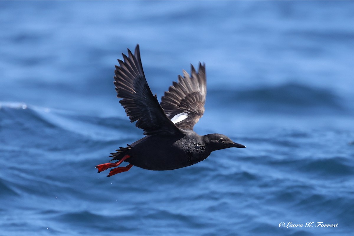 Guillemot colombin - ML638319439
