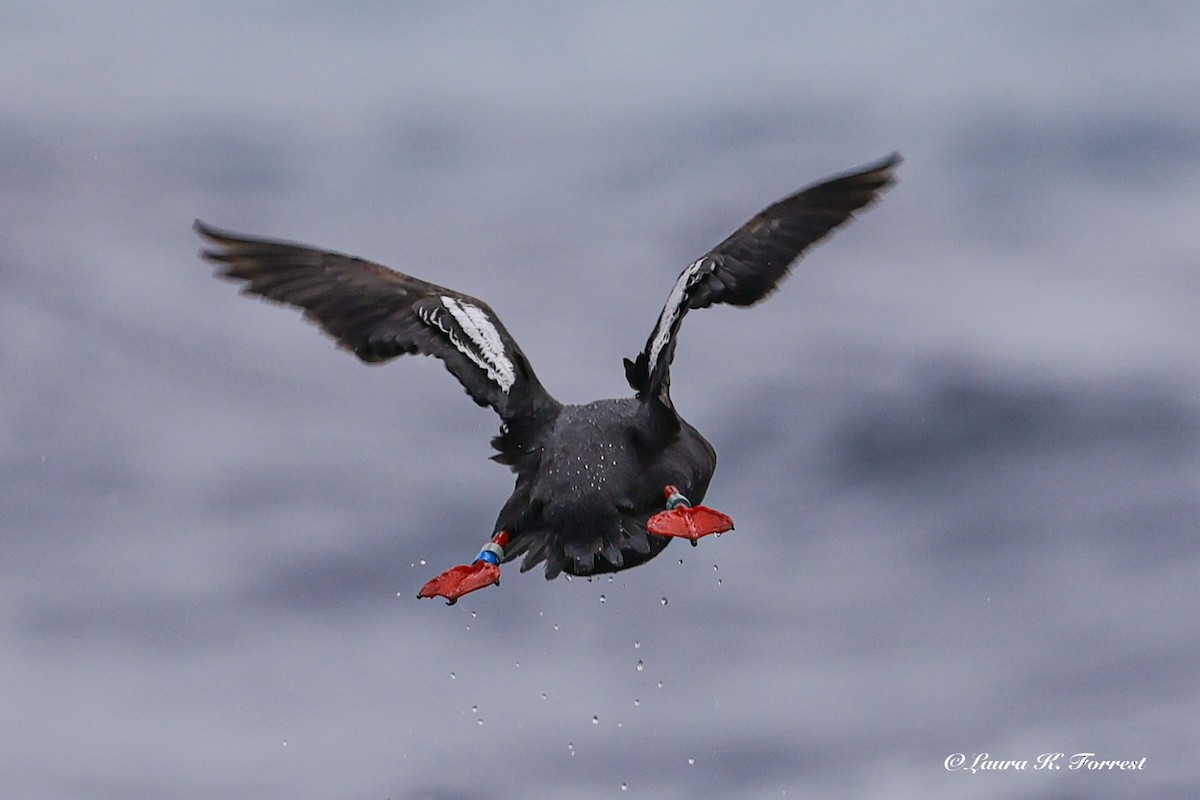 Guillemot colombin - ML638319442
