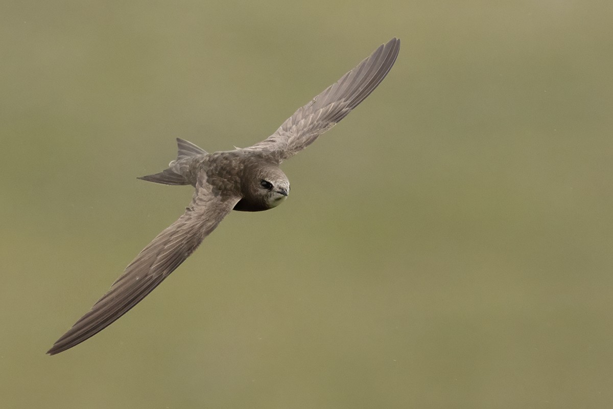 Common Swift - ML638319443