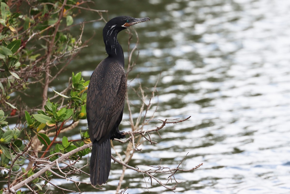 Neotropic Cormorant - ML638319445