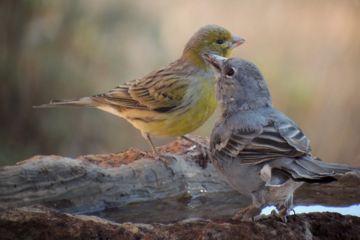 Tenerife Blue Chaffinch - ML638319447