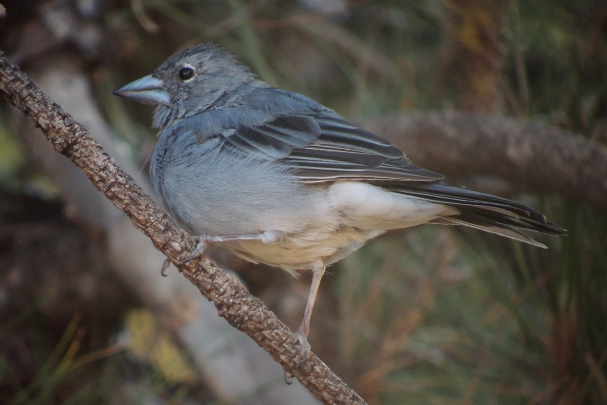 Tenerife Blue Chaffinch - ML638319448