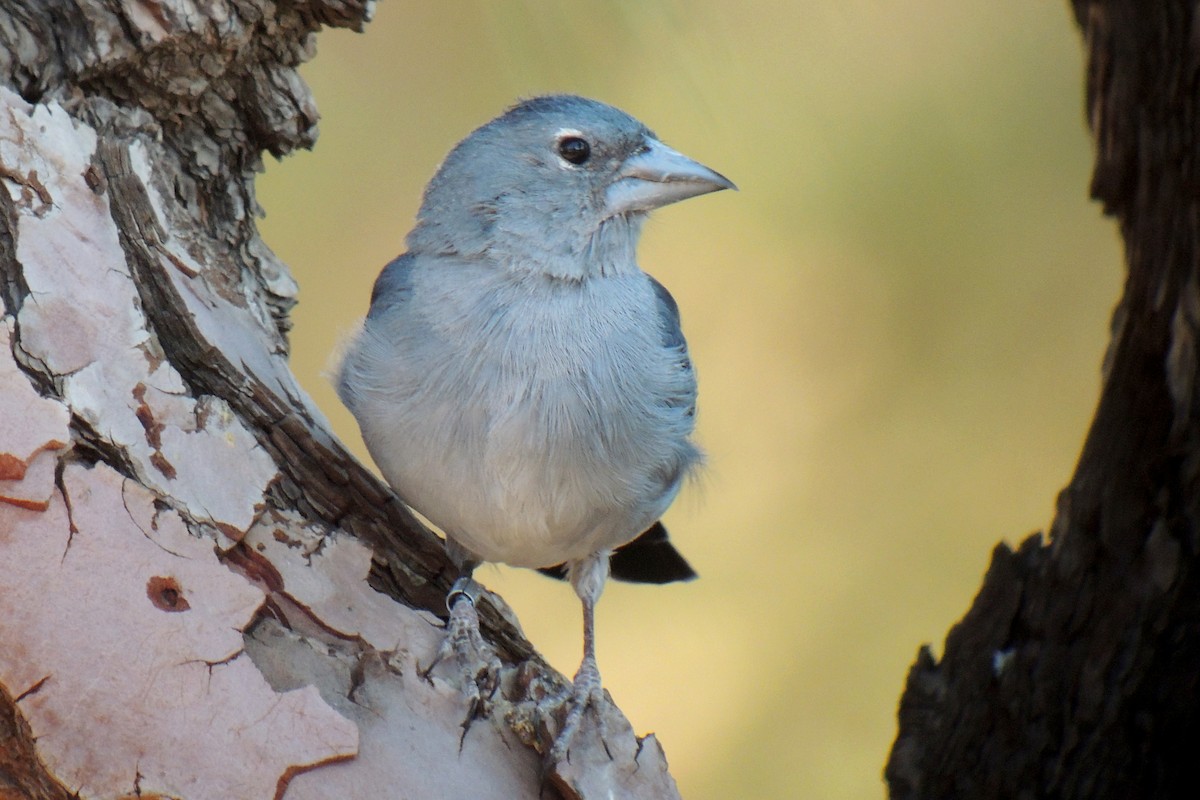 Tenerife Blue Chaffinch - ML638319449