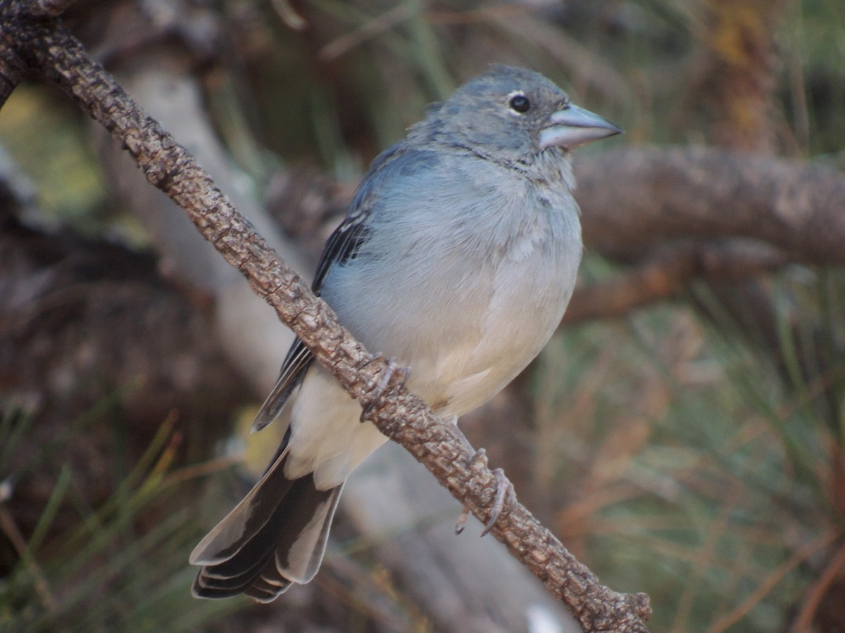 Tenerife Blue Chaffinch - ML638319450