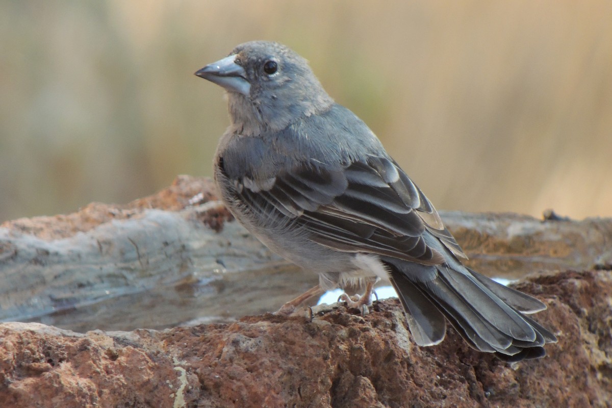 Tenerife Blue Chaffinch - ML638319451
