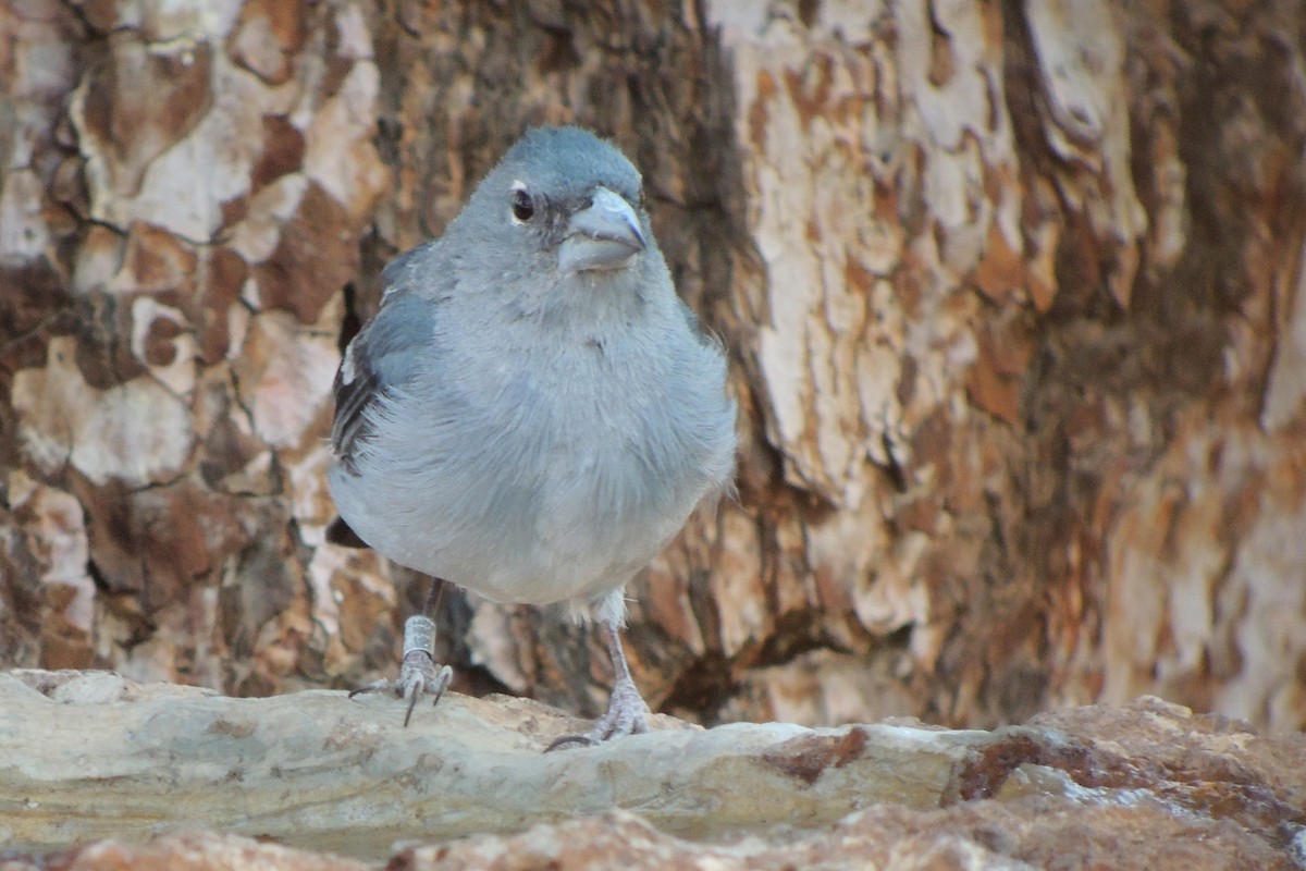 Tenerife Blue Chaffinch - ML638319452