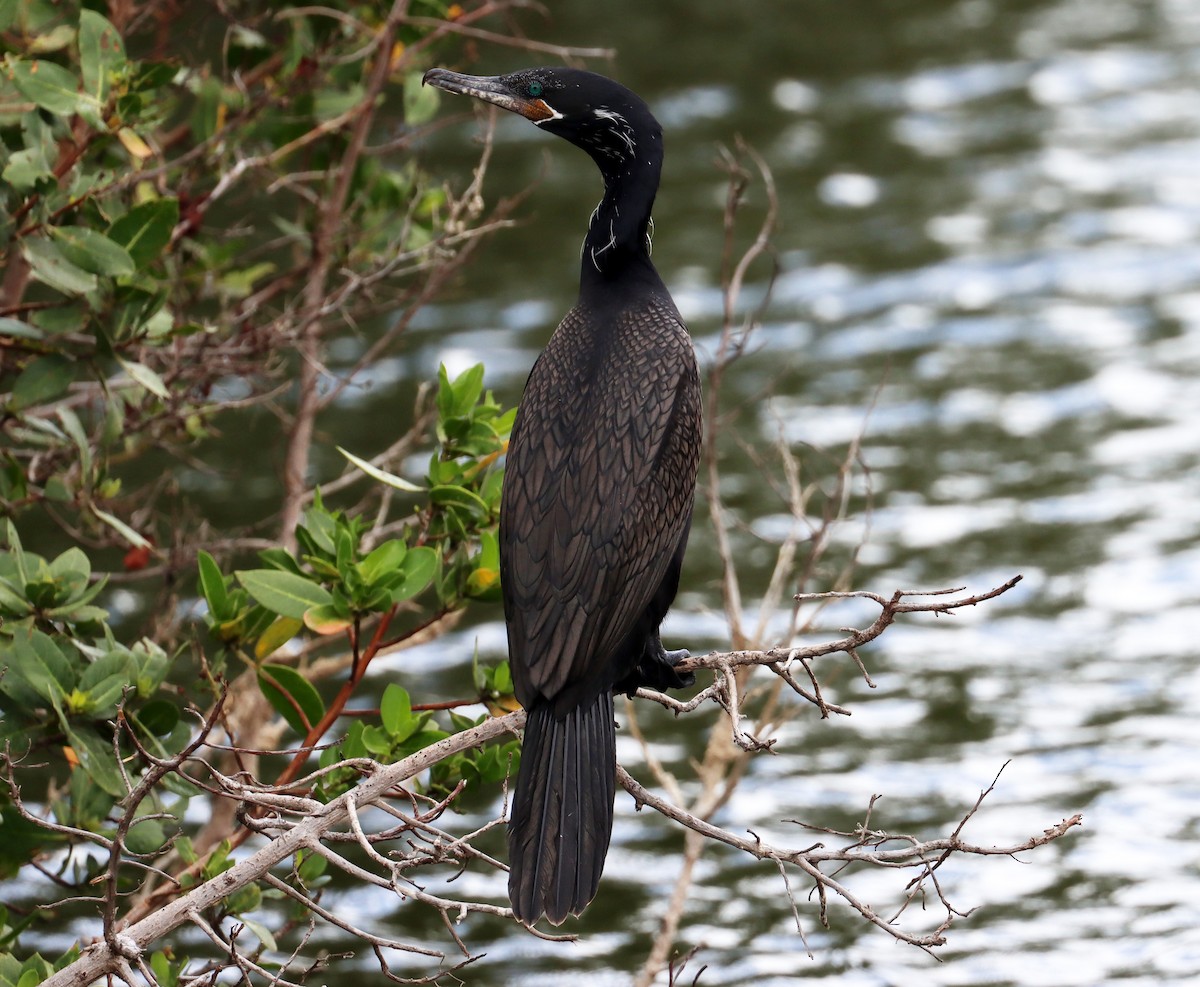 Neotropic Cormorant - ML638319457